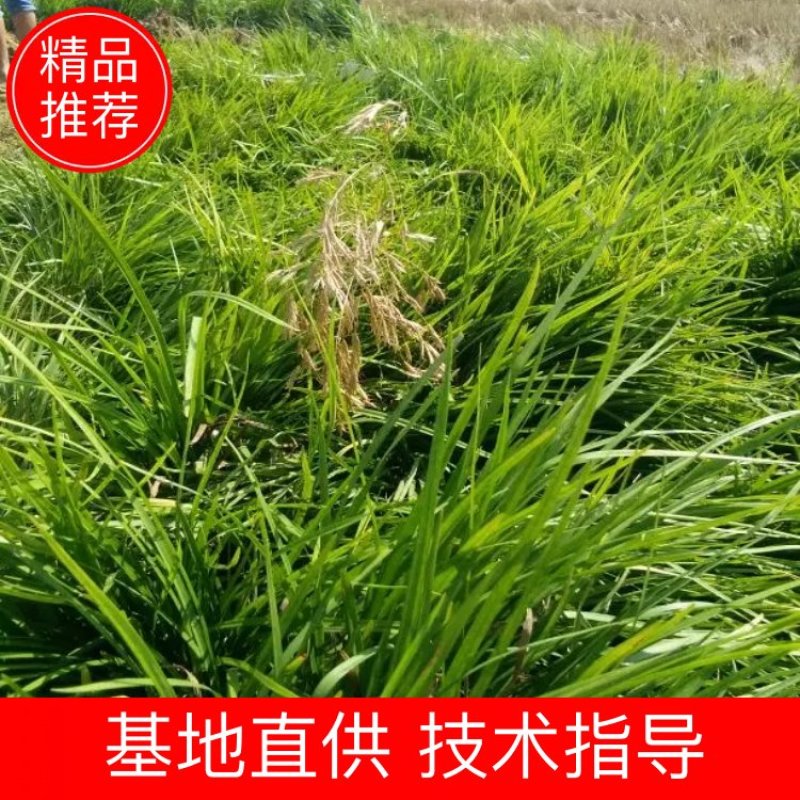 精品麦冬草基地直发一手货源量大从优欢迎采购