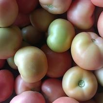 精品硬粉西红柿🍅产地直销口感好品质保证
