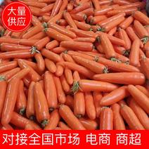 【三红胡萝卜】开封胡萝卜大量上市可视频看货欢迎咨询