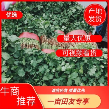 香菜大叶精品香菜可提供各种包装欢迎来电选购