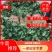 香菜大叶精品香菜可提供各种包装欢迎来电选购