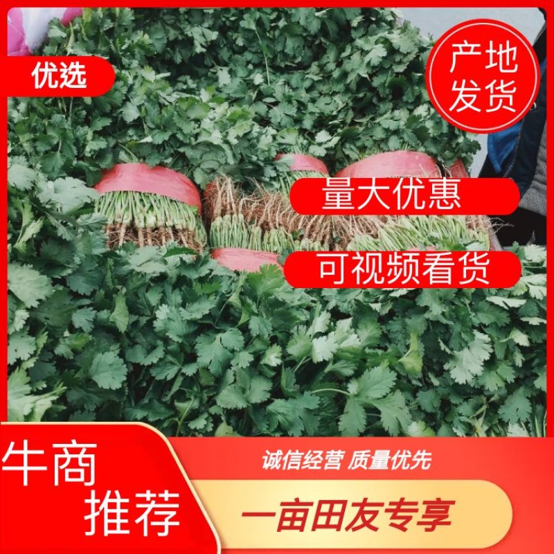 香菜大叶精品香菜可提供各种包装欢迎来电选购