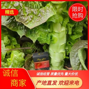兰州红叶莴笋，定西精品莴笋上市，可线上交易，产地直发