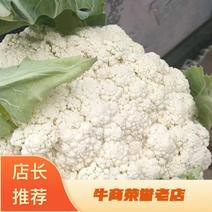 高原夏菜精品白面青梗松花菜，产地直发，可视屏看货