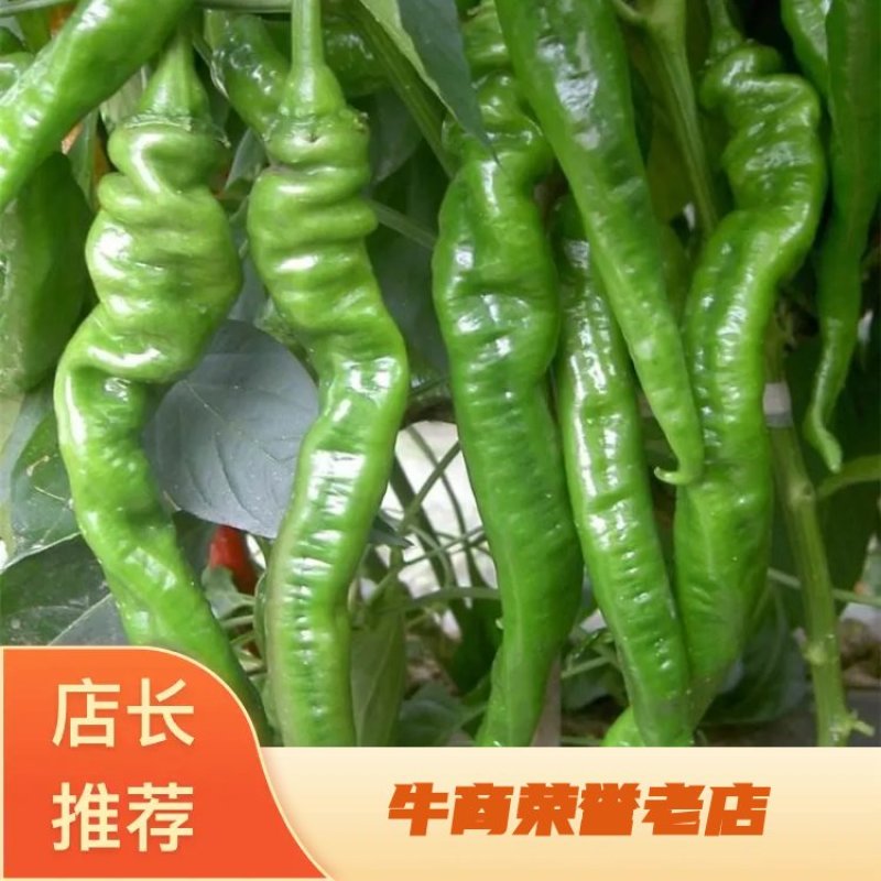 螺丝椒，8.20号大量上市，产地直发可线上交易，视屏看货