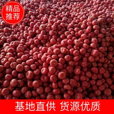 西红柿山东硬粉西红柿弧三以上精品商超市场团购优选