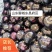 茄子圆茄山东圆茄基地货源充足代发全国，可提供一条龙