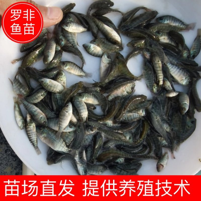 海南正壹罗非苗耐高温单性罗非苗苗场直发，量大优惠