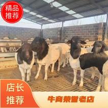 【保质保量】精品绵羊大量供应纯种绵羊品质推荐