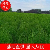 侧柏侧柏苗90公分左右基地直发量大从优欢迎咨询