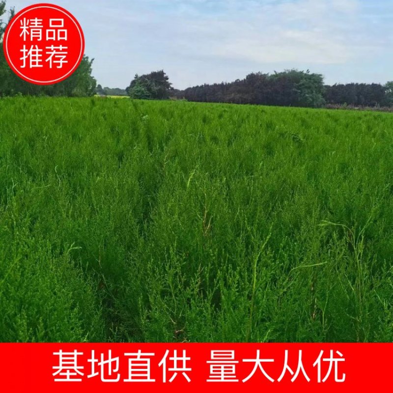 侧柏侧柏苗90公分左右基地直发量大从优欢迎咨询