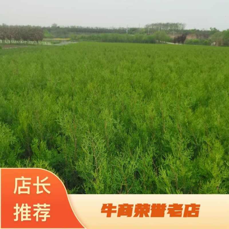 主营侧柏基地直发货源充足好成活可视频看货