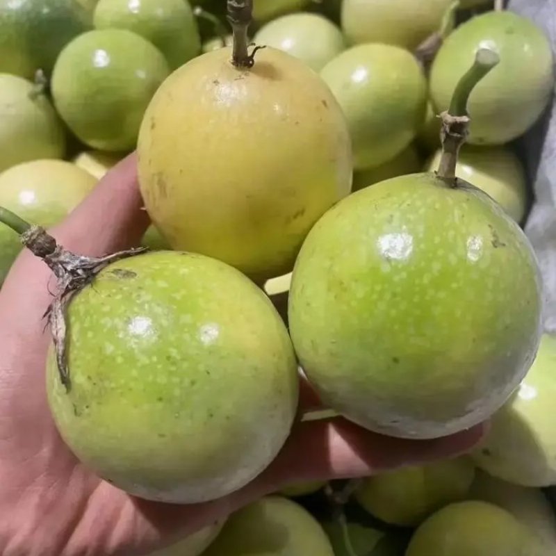 【饮蜜9号】黄金百香果大量上市种植产区直发供应全国量大从优