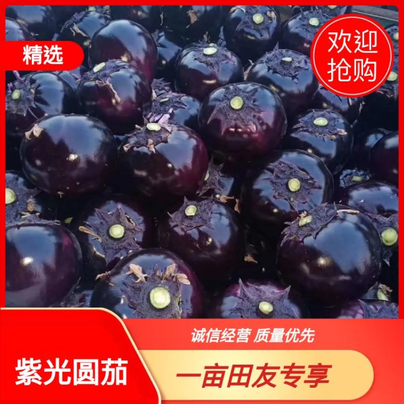 园茄，大量上市，颜色黑有亮，质量非常好，5两起步，