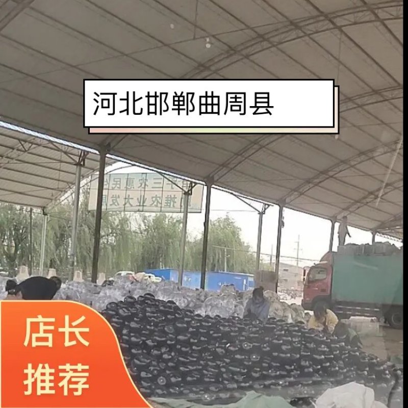 园茄，大量上市，颜色黑有亮，质量非常好，5两起步，