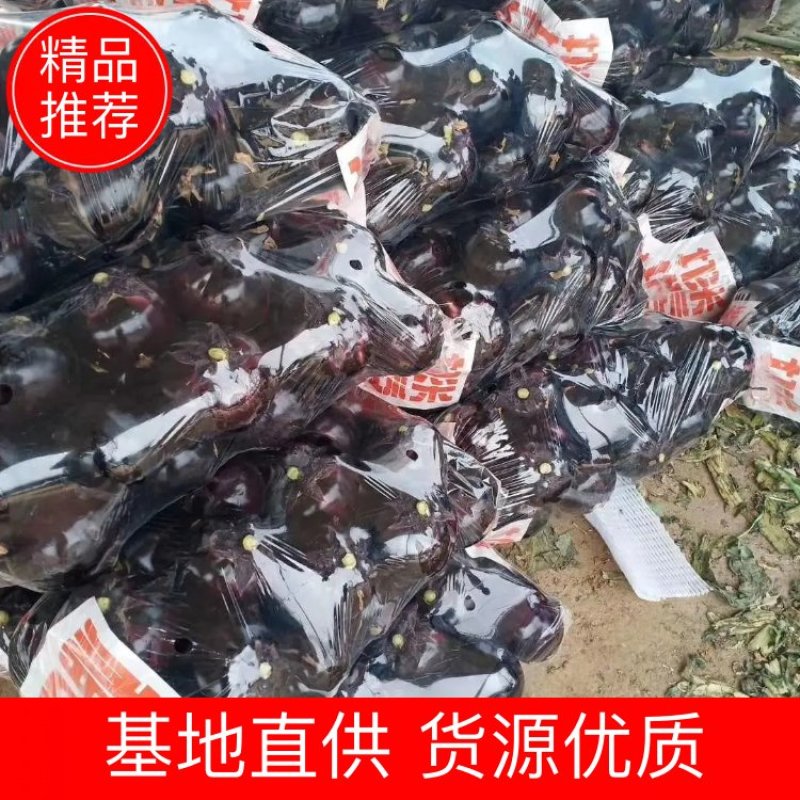 园茄，大量上市，颜色黑有亮，质量非常好，5两起步，
