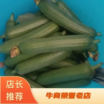 油皮丝瓜自家基地种量大价优质量保证欢迎来电