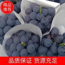 精品夏黑葡萄大量上市可对接商超电商市场可发全国