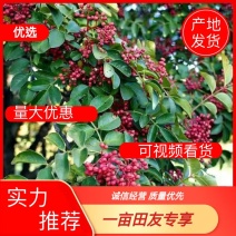 陕西花椒质量保证包邮大红袍花椒产地一手货源全国发货
