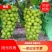 香印阳光玫瑰已大量上市了！（糖度20点）一手货源