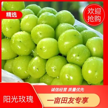香印阳光玫瑰已大量上市了！（糖度20点）一手货源