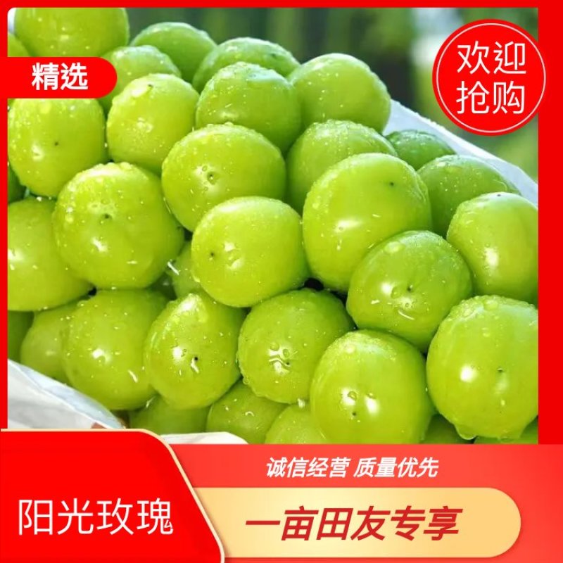 香印阳光玫瑰已大量上市了！（糖度20点）一手货源