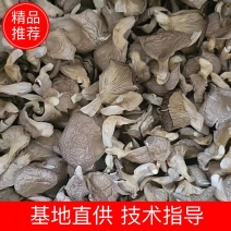 凤尾菇大量供应，质优价廉，千亩基地货源稳定，长期合作。