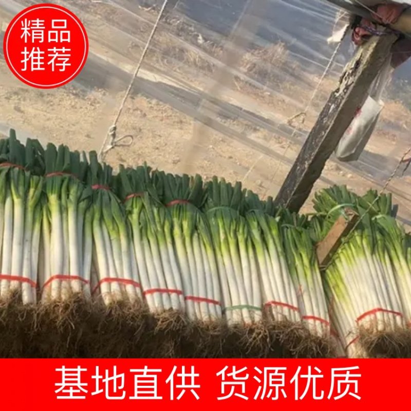 山东铁杆大葱净葱便宜处理，供电商，商超对接，量大从优