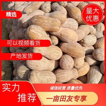 湖北南瓜早熟秘本盘龙204大量有货质量保证