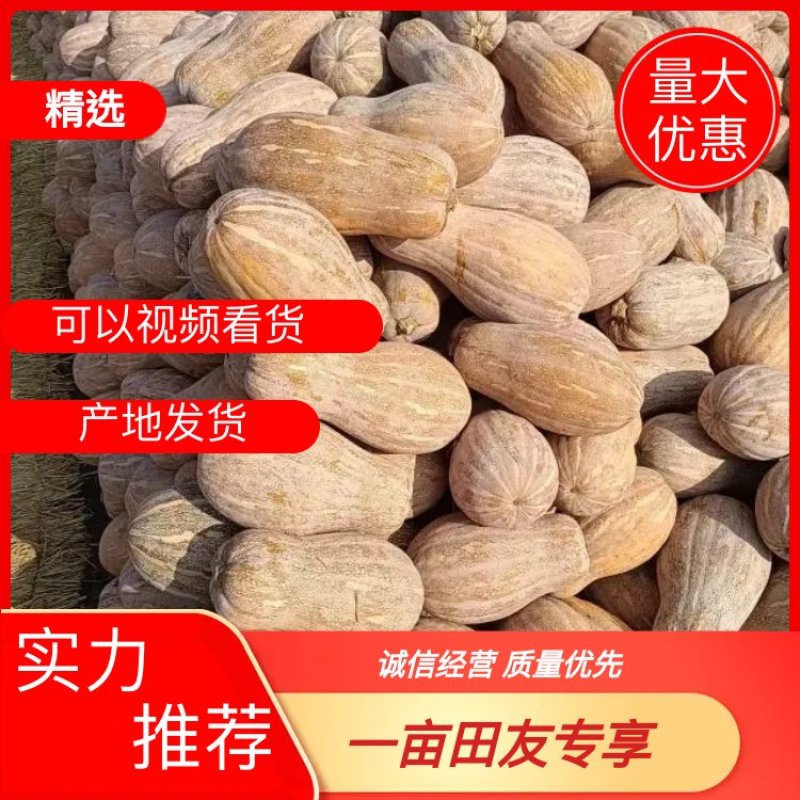 湖北南瓜早熟秘本盘龙204大量有货质量保证