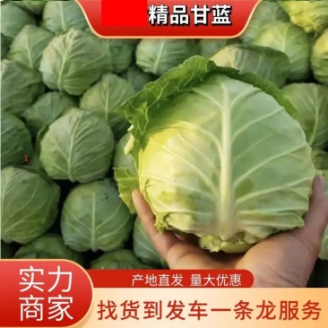 【热卖】精品甘蓝产地直发支持商场商超代发全国欢迎致电