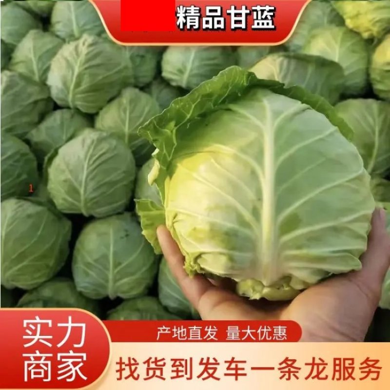 【热卖】精品甘蓝产地直发支持商场商超代发全国欢迎致电