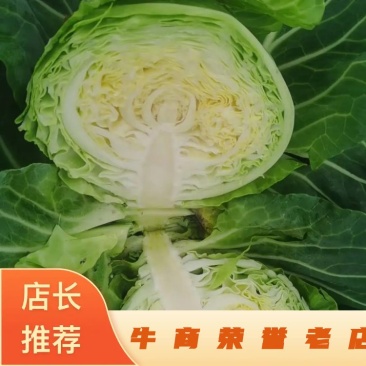 湖北甘蓝，精品，质量优良，产地直供，货源充足。