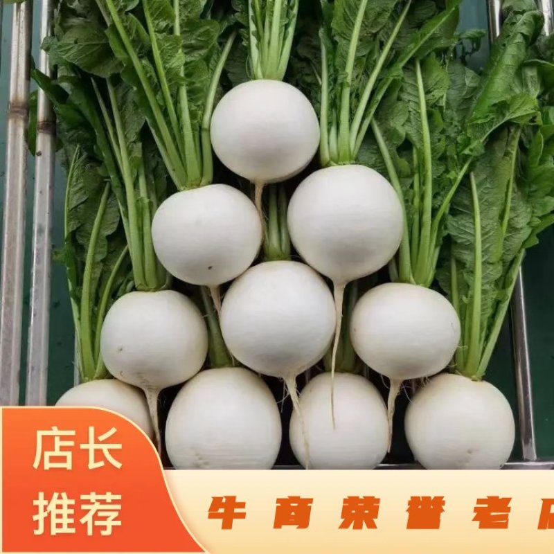湖北圆白萝卜，产地直发，一手货源，大量供应，诚信合作。