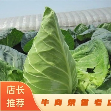 湖北牛心甘蓝，大量上市，品质优良，现货直发，长期合作。