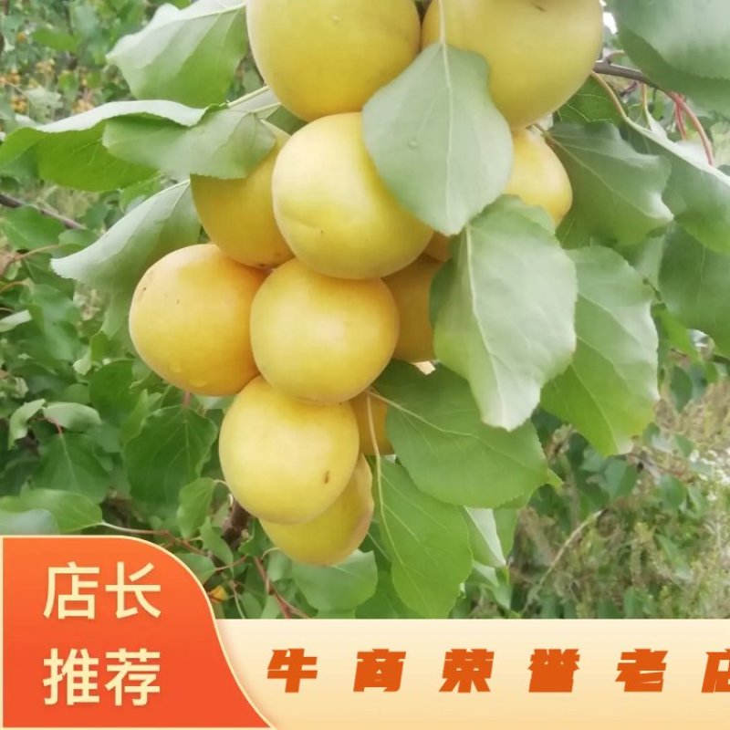 烟台香蜜杏，产地直发，优质无公害，山地货源