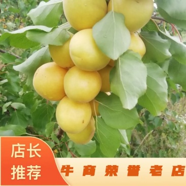 烟台香蜜杏，产地直发，优质无公害，山地货源