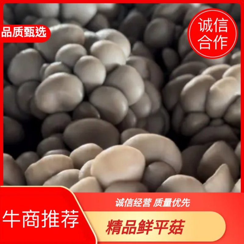 内蒙古精品二茬鲜平菇食用菌基地直发货源充足欢迎来电