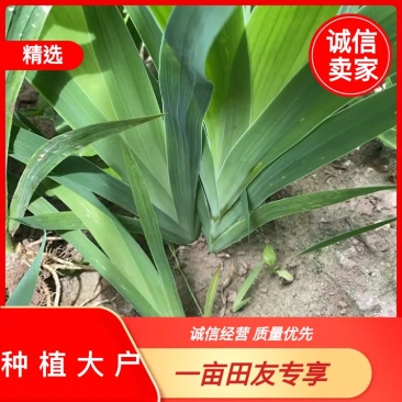 本人种植射干苗一百多亩，包成活率技术指导，无中间商。