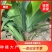 本人种植射干苗一百多亩，包成活率技术指导，无中间商。