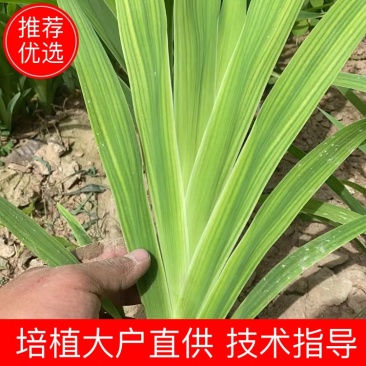 优质射干苗，包成活率，包技术指导回收。自己种植一百多亩。