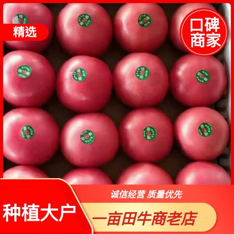 精品硬粉西红柿万亩基地直供，现货大量大量上市中，全国发货