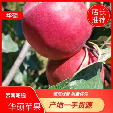 昭通华硕苹果产地直发，大量上市，对接市场商超口感好
