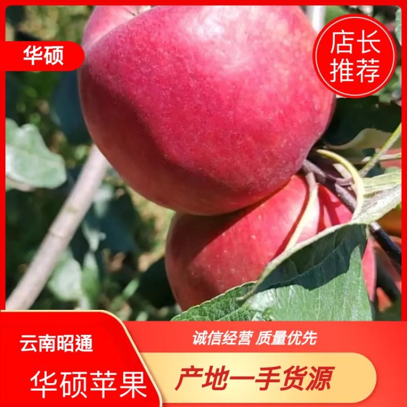 昭通华硕苹果产地直发，大量上市，对接市场商超口感好