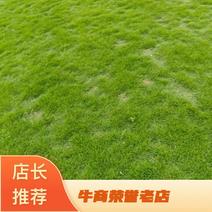 台湾二号草坪草，量大价优诚信合作，细节可详谈，欢迎咨询。