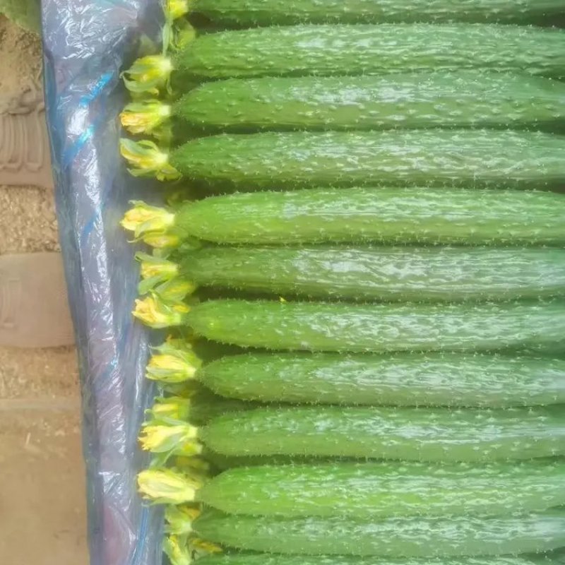 密刺黄瓜基地供应量大质优价格优惠一手货源欢迎咨询