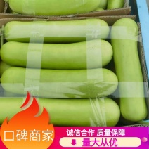 推荐瓠子瓠瓜精品，一手货源现货量大可供海底捞大型餐饮商超