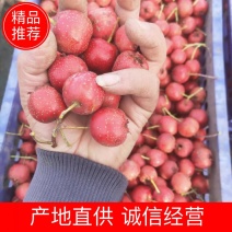 山西精品山楂大量现货供应，量大价优，对接全国客商