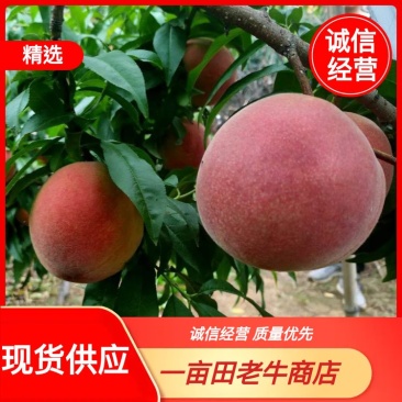 秋彤，永莲蜜，金秋红蜜产地直供一手货源品质保证价格美丽
