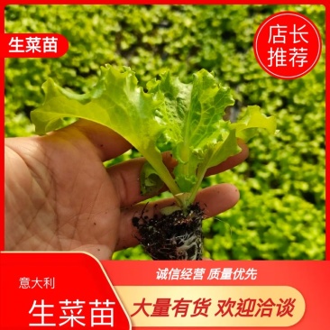 美国大速生，意大利生菜，结球生菜苗，苗厂对接，没有中间商